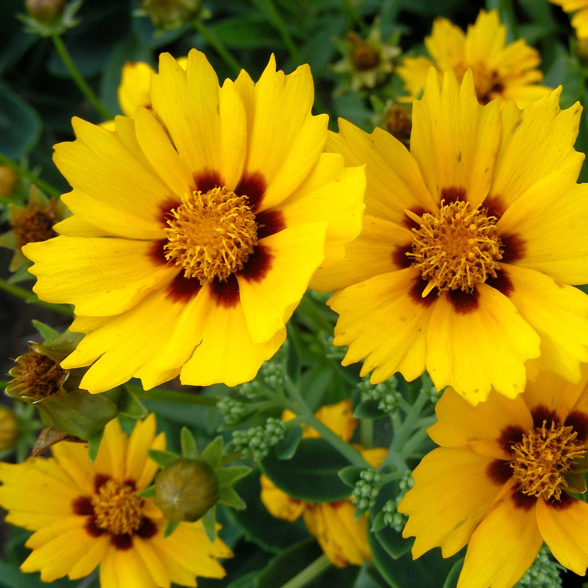 Promesse de Fleurs - Coreopsis grandiflora Sonnenkind Pot de 2L/3L