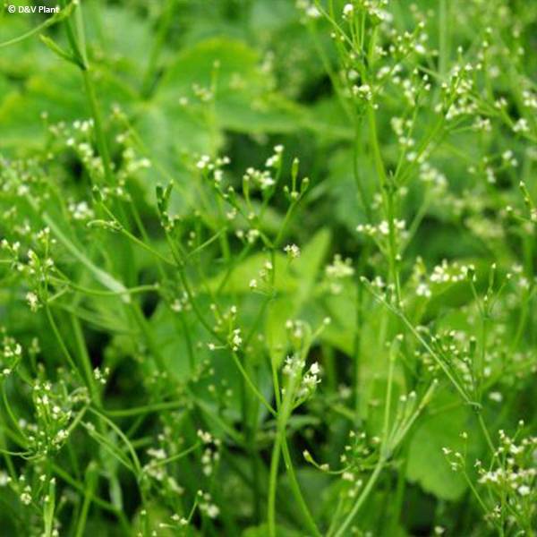 Persil japonais - Cryptotaenia japonica Pot de 1,5L/2L