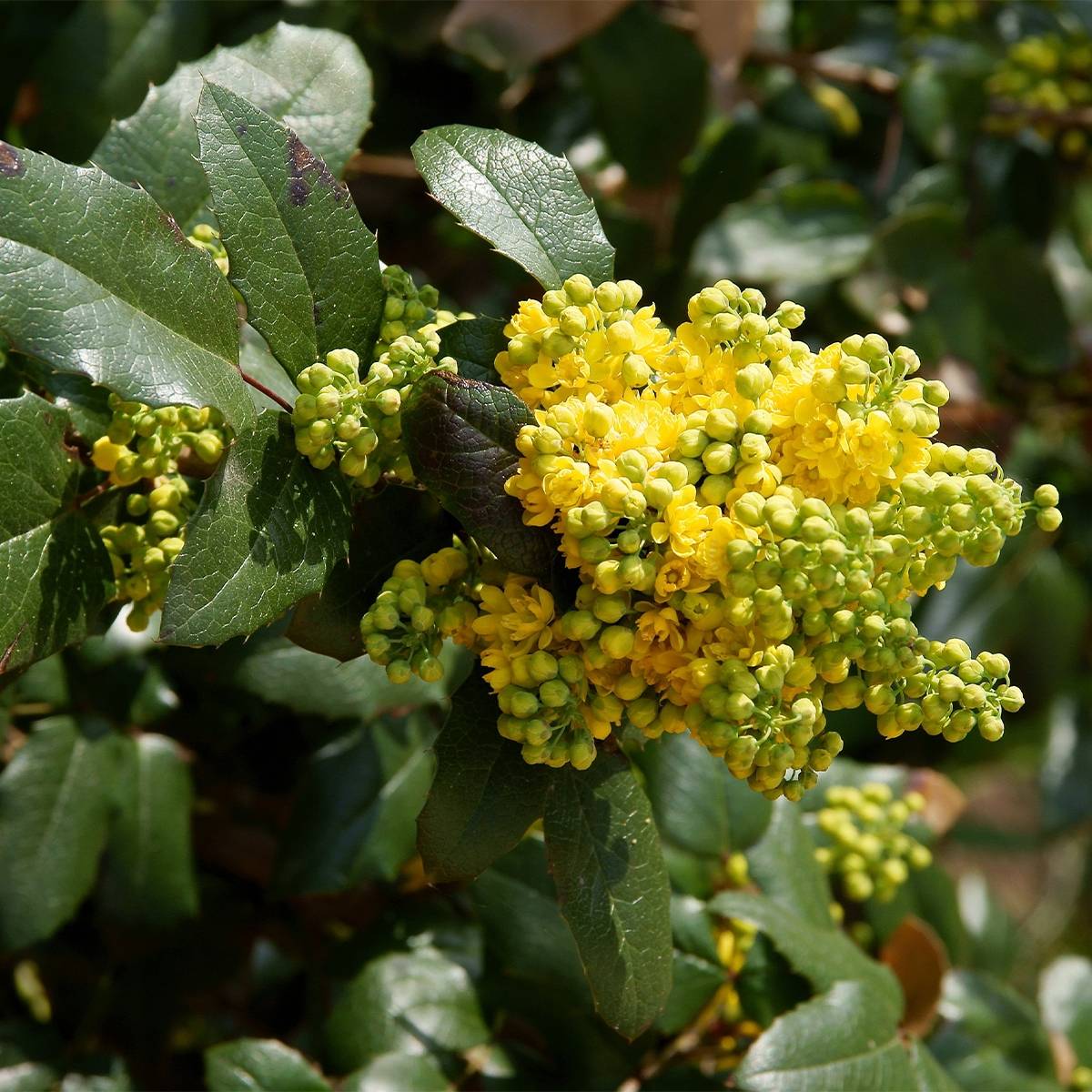 Mahonia (x) wagneri Pinnacle Pot de 4L/5L - Image 1