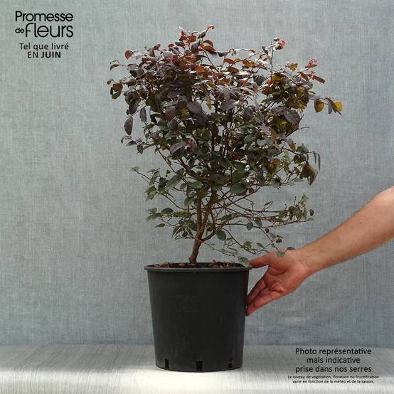 Loropetalum chinense Fire dance Pot de 7,5L/10L - Image 2
