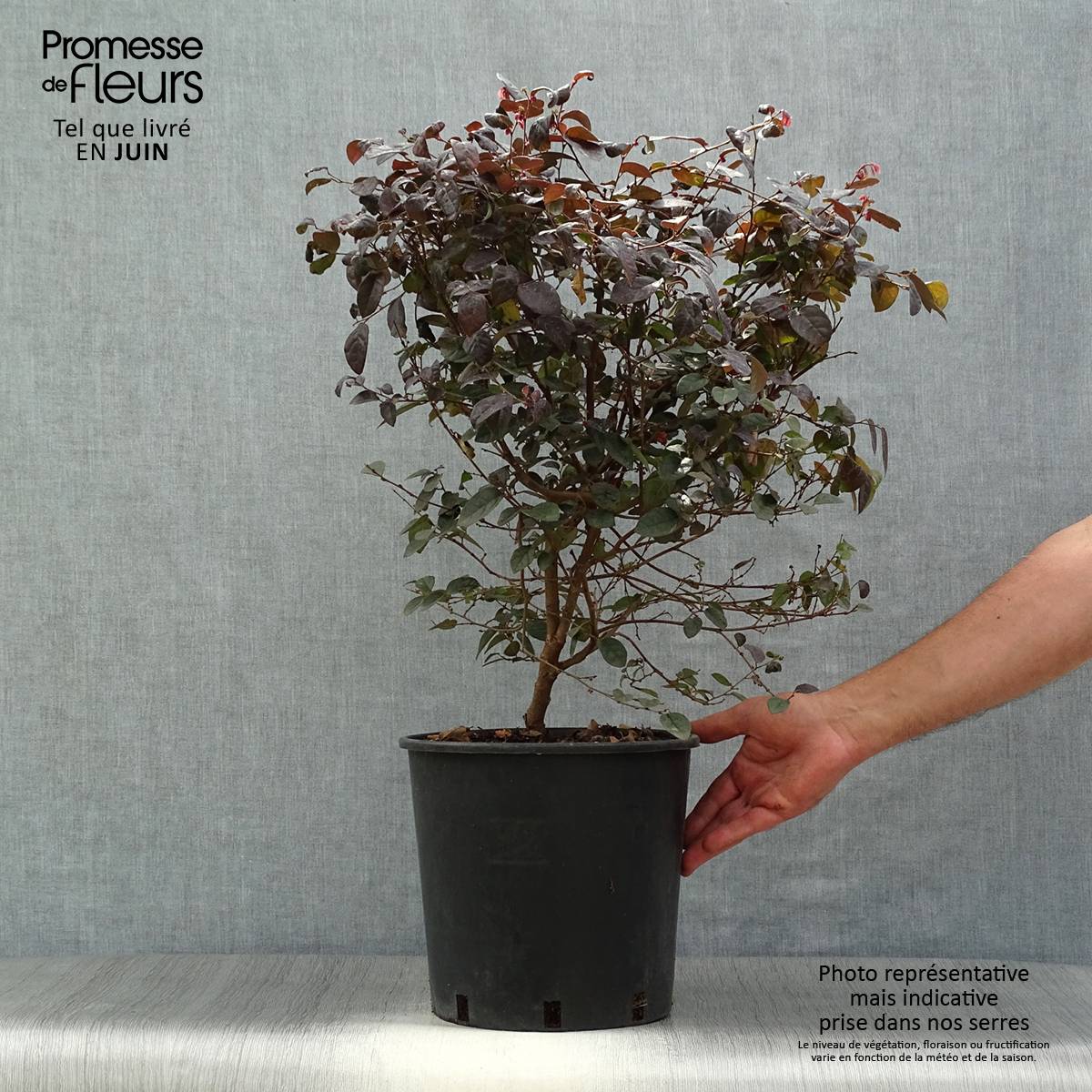 Loropetalum chinense Fire dance Pot de 7,5L/10L - Image 2
