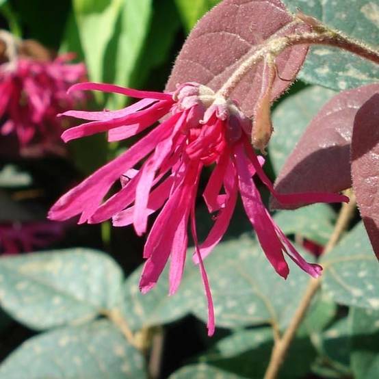 Loropetalum chinense Fire dance Pot de 7,5L/10L - Image 1