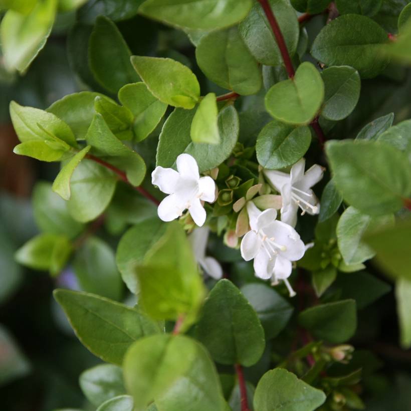 Abelia zanderi Little Richard Pot de 2L/3L - Imagen 1