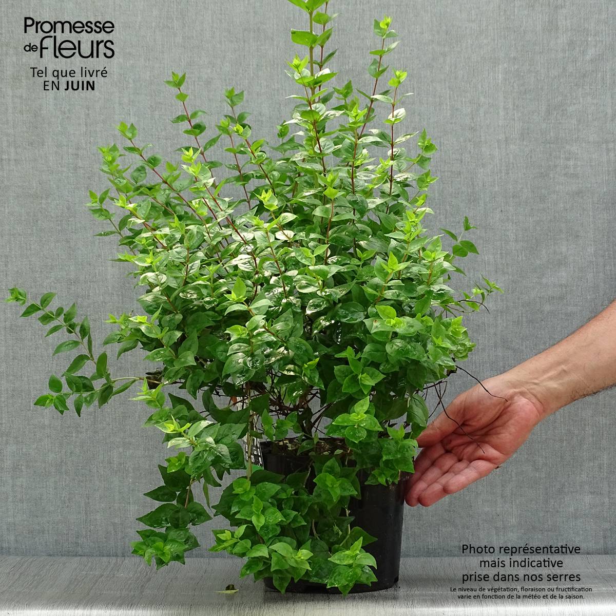 Abelia zanderi Little Richard Pot de 2L/3L - Imagen 2