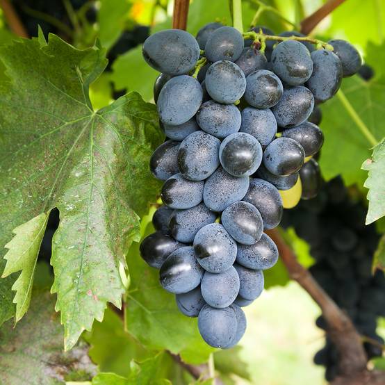 Promesse de Fleurs - Vigne de table Attika - Vitis vinifera Pot de 2L/3L