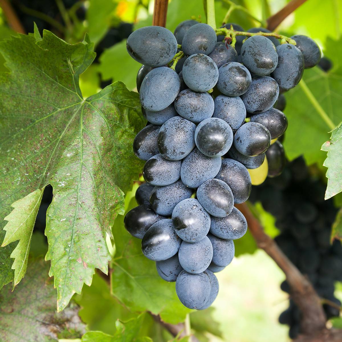 Promesse de Fleurs - Vigne de table Attika - Vitis vinifera Pot de 2L/3L