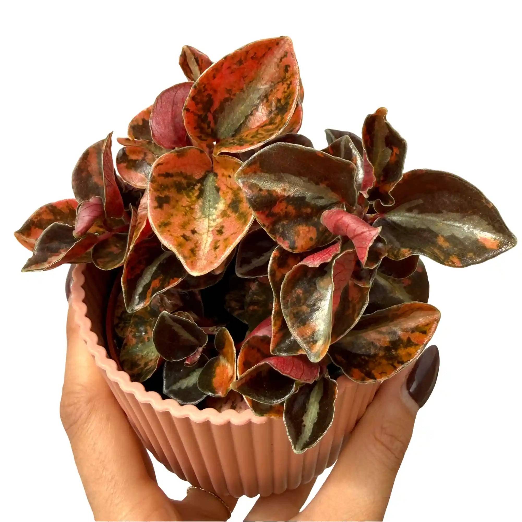 Peperomia 'Crème Brûlée' - Pot de 7cm - Plantes d'intérieur