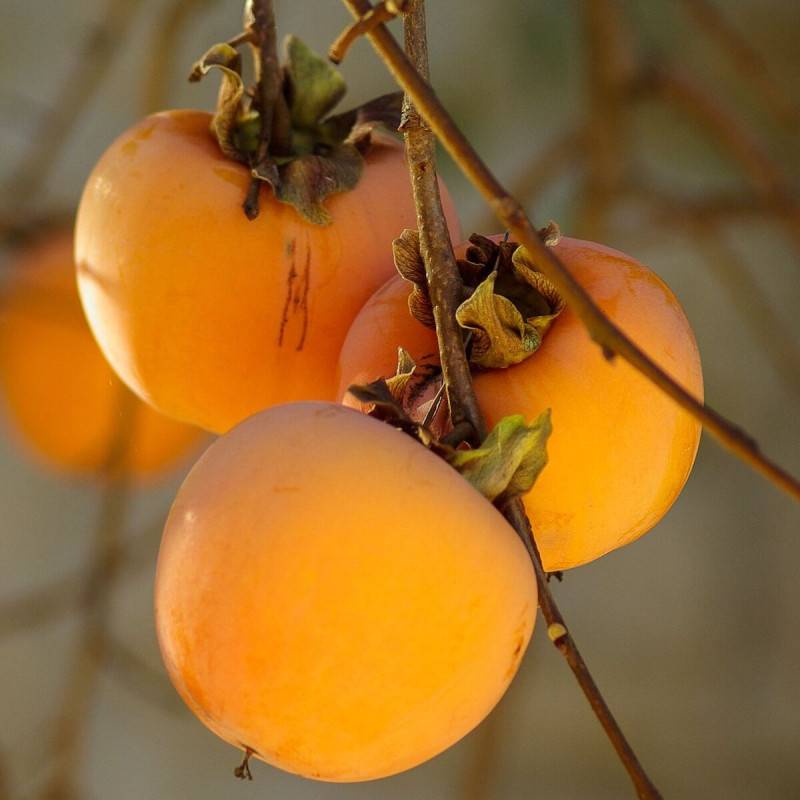 Plaqueminier Fuyu, Kaki, Diospyros - Bon rendement - Pot de 10L - Gobelet 2 ans - 120/150 cm - De 3,00 m à 5,00 m - Imagen 6