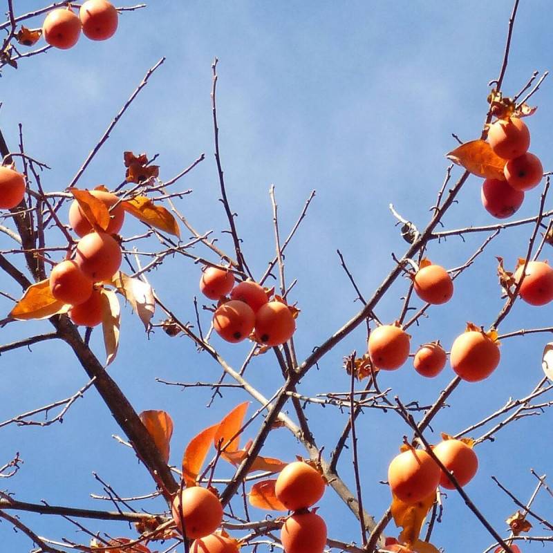Plaqueminier Fuyu, Kaki, Diospyros - Bon rendement - Pot de 10L - Gobelet 2 ans - 120/150 cm - De 3,00 m à 5,00 m - Imagen 5
