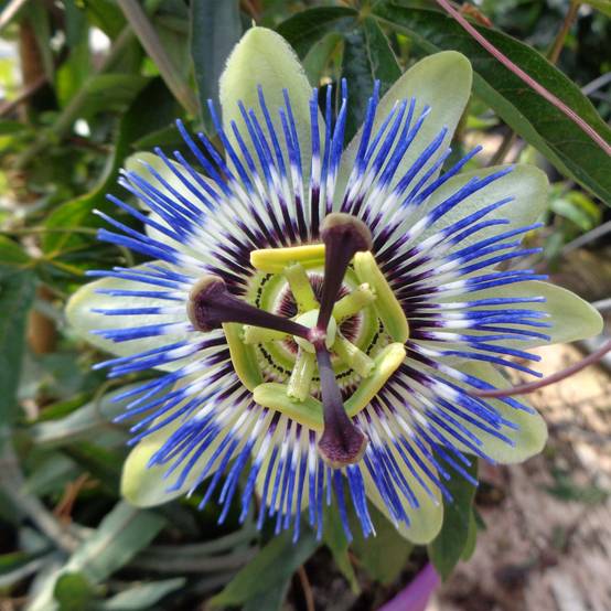 Passiflore caerulea - Fleur de la Passion Godet de 8/9 cm