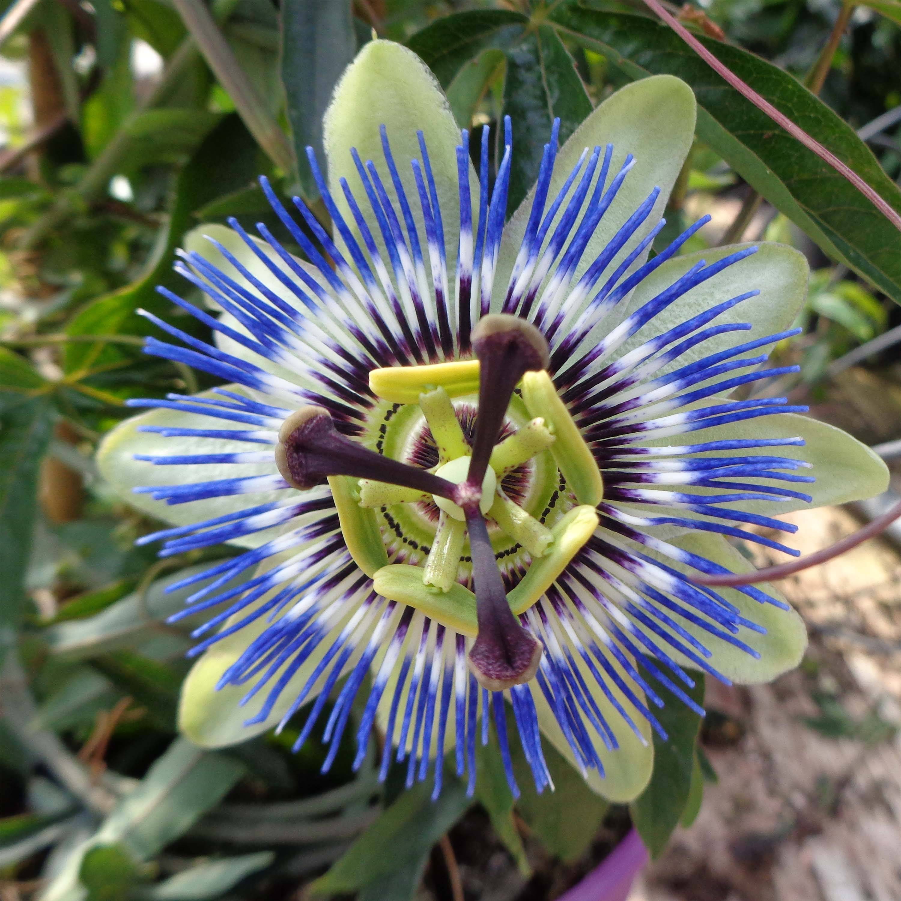Passiflore caerulea - Fleur de la Passion Godet de 8/9 cm
