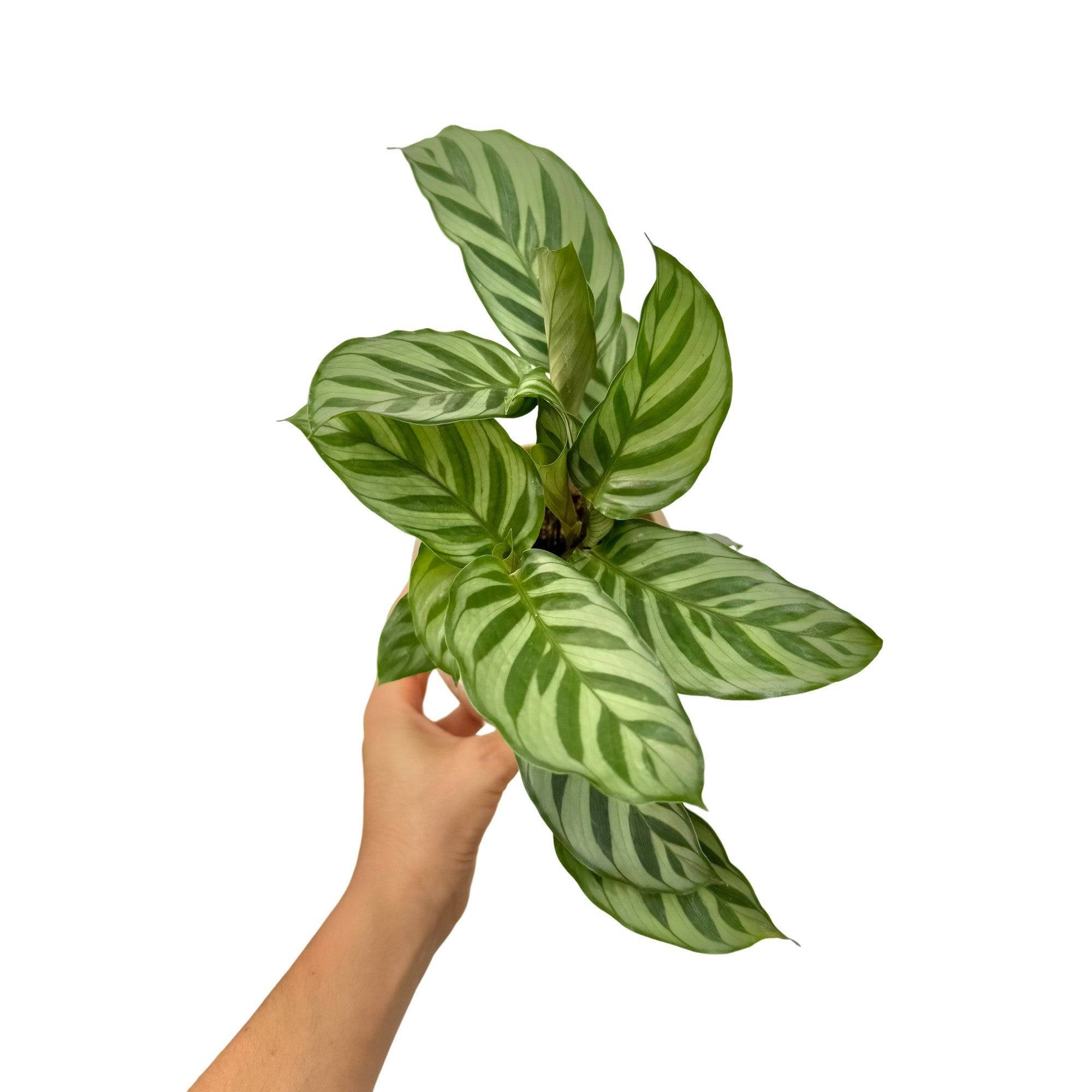 Calathea Freddie - Plantes d'intérieur - Image 1