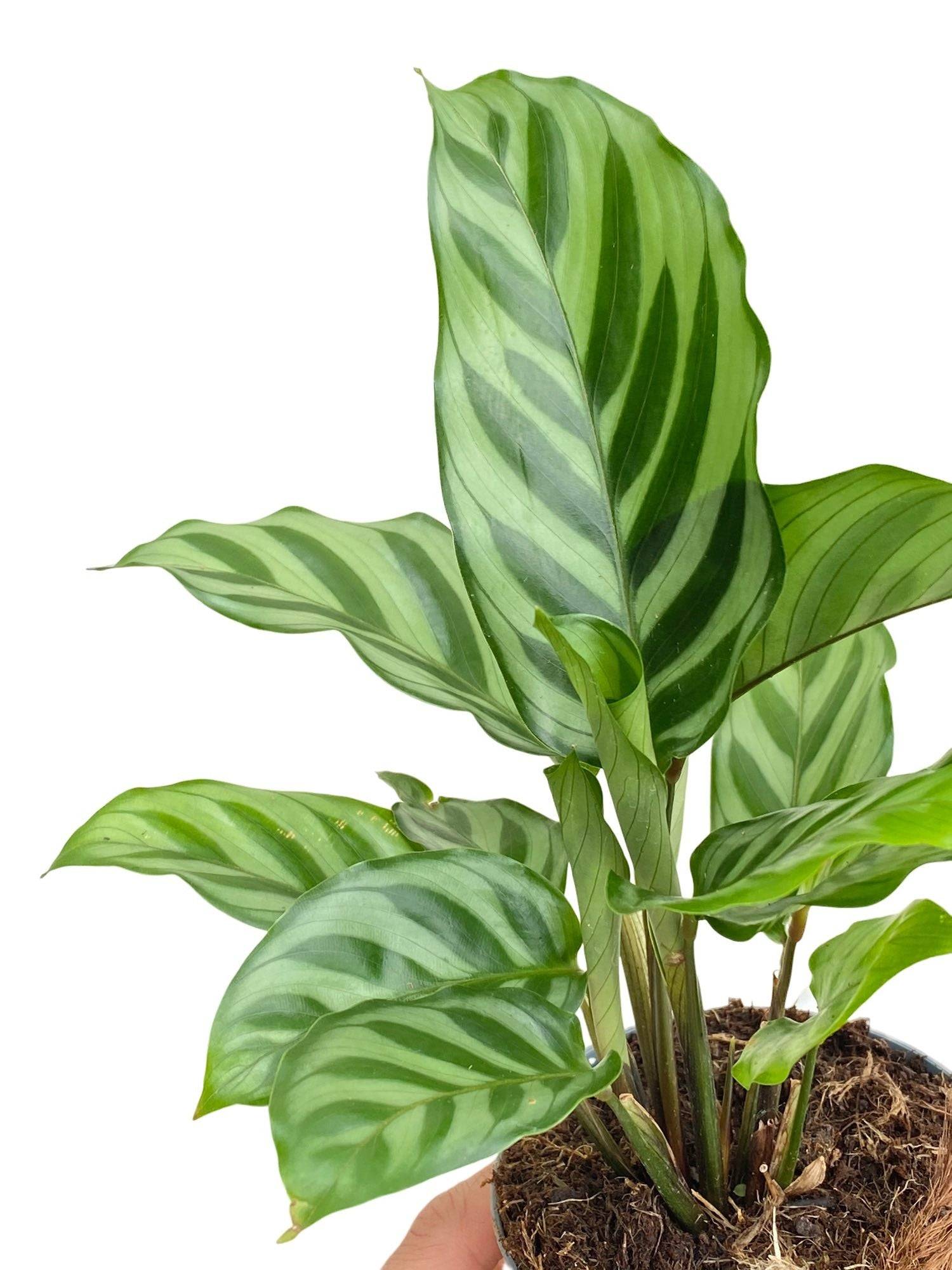 Calathea Freddie - Plantes d'intérieur - Image 2