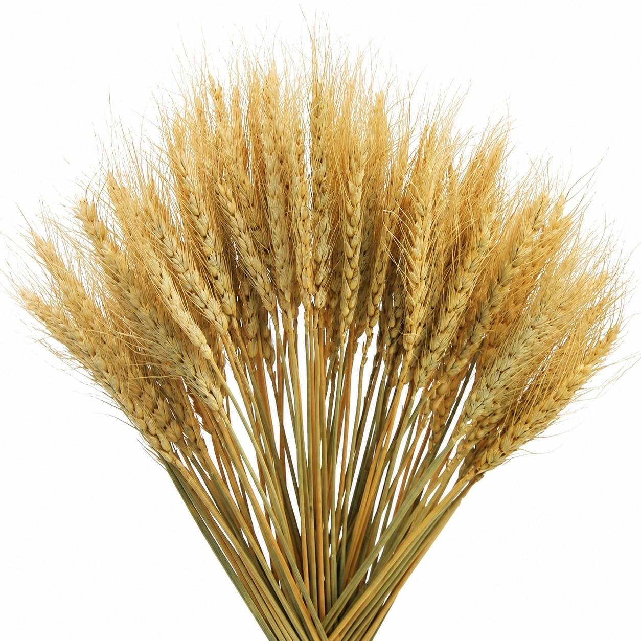 Décorations de Blé Séché Naturel Décoration Bohème Rustique pour Mariage Fête Maison - Image 1