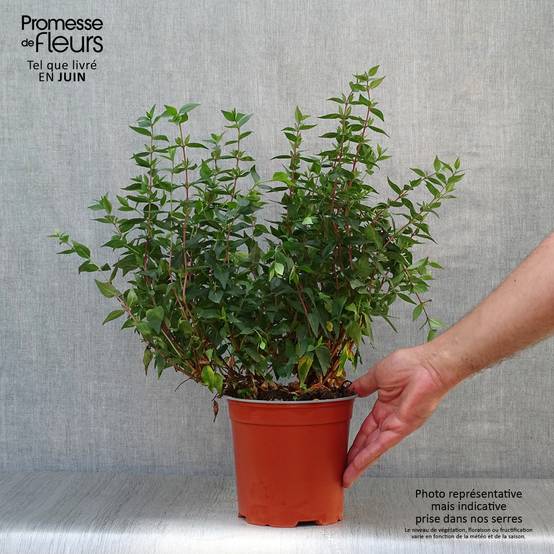 Abelia grandiflora Prostrata Pot de 2L/3L - Image 2