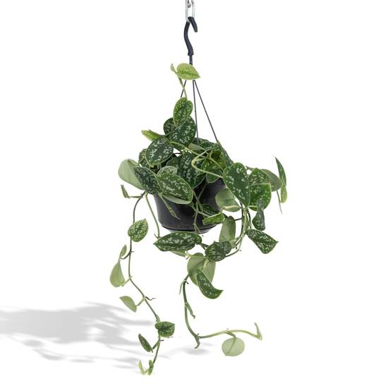 Scindapsus Trebie silver 25cm - Plante d'intérieur- La Green Touch - Image 1