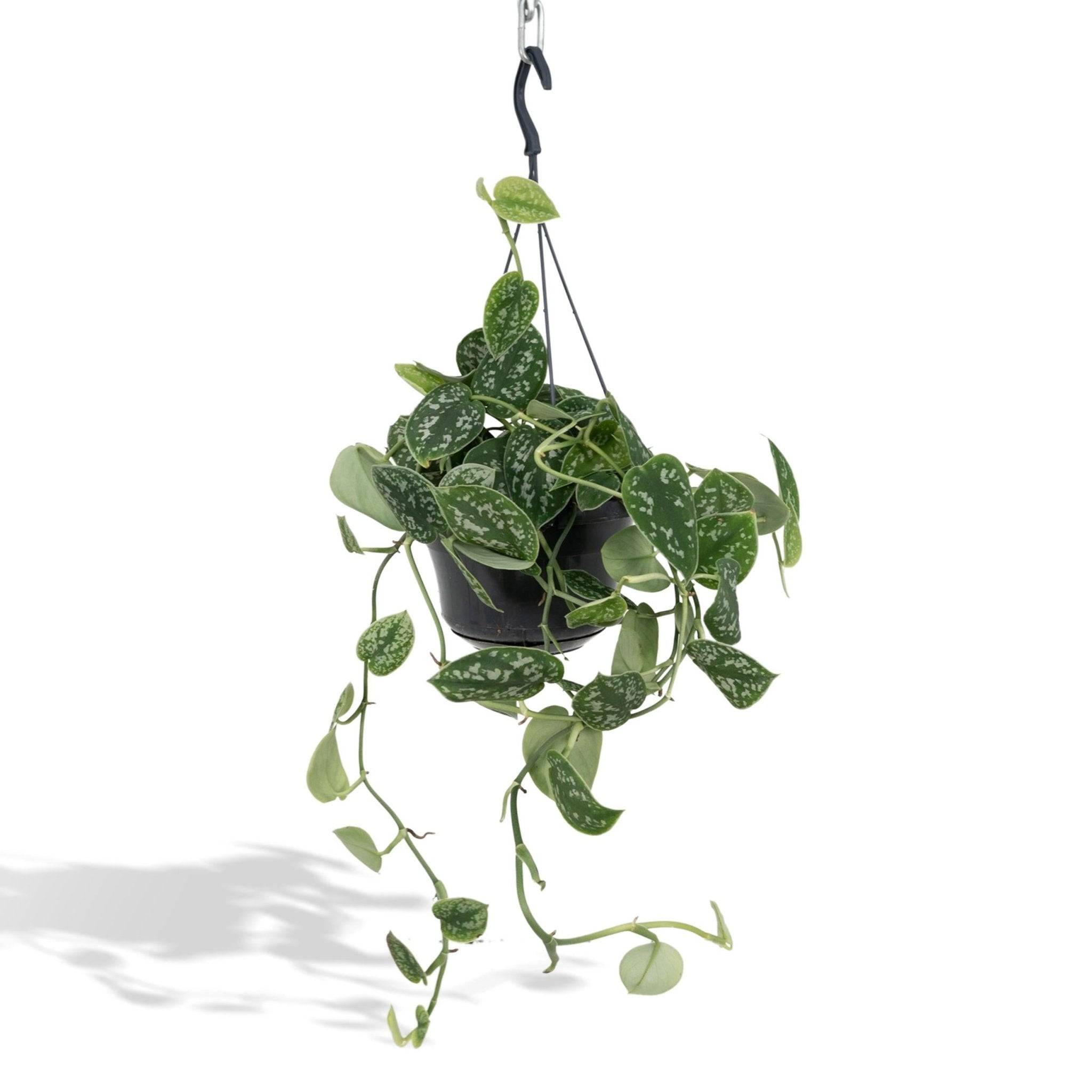 Scindapsus Trebie silver 25cm - Plante d'intérieur- La Green Touch - Image 1