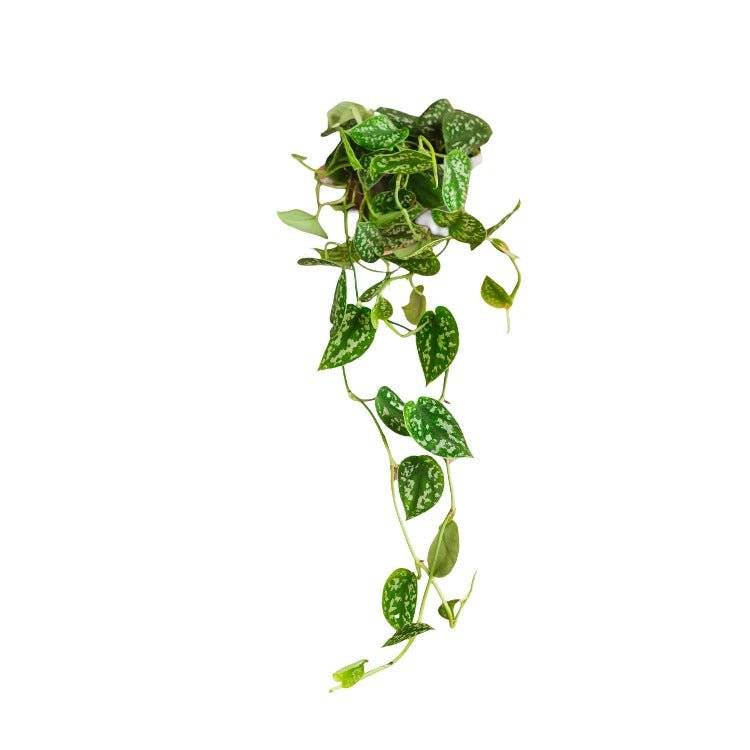 Scindapsus Trebie silver 25cm - Plante d'intérieur- La Green Touch - Image 3