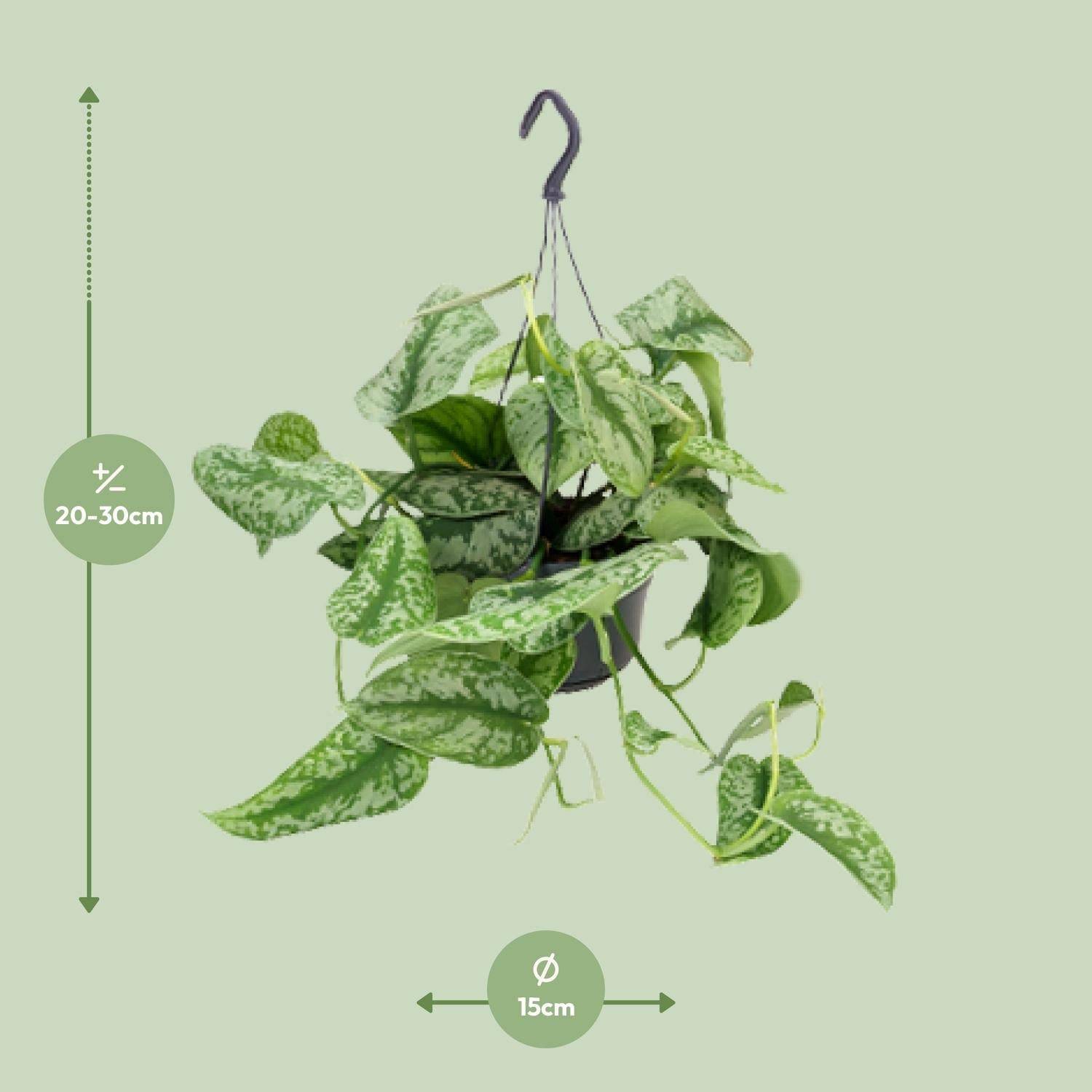 La Green Touch - Scindapsus Trebie silver 25cm - Plante d'intérieur- La Green Touch - Image 2