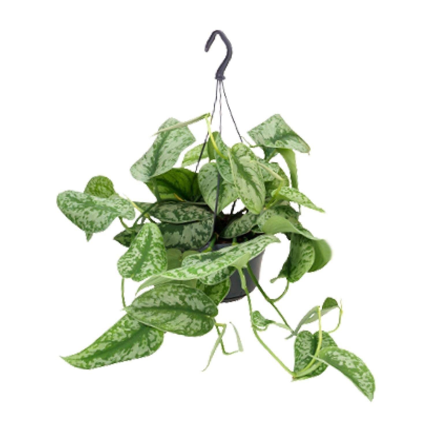 La Green Touch - Scindapsus Trebie silver 25cm - Plante d'intérieur- La Green Touch - Image 1