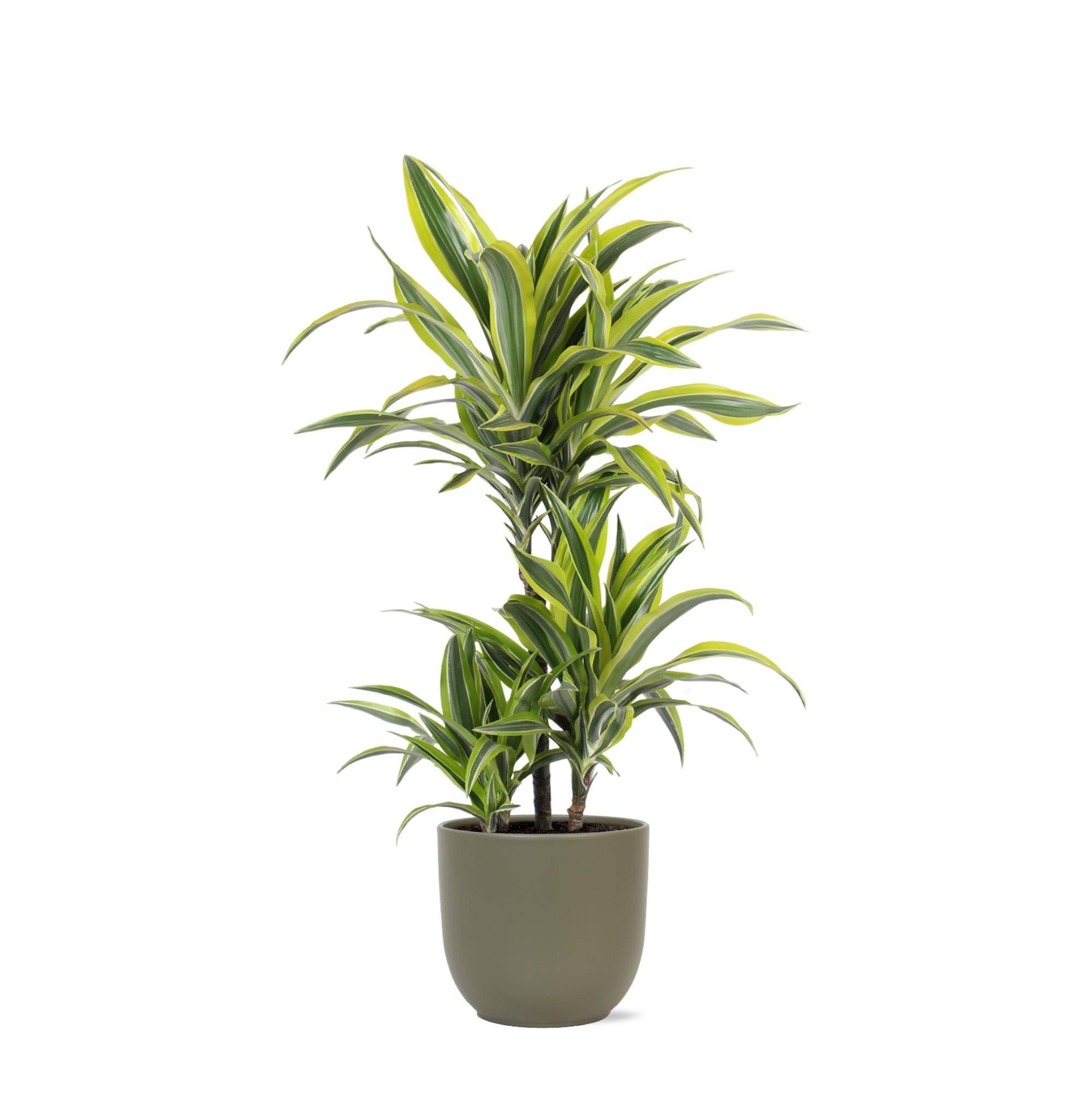 Dracaena Lemon Lime et son pot- La Green Touch Olive - Hauteur 65cm