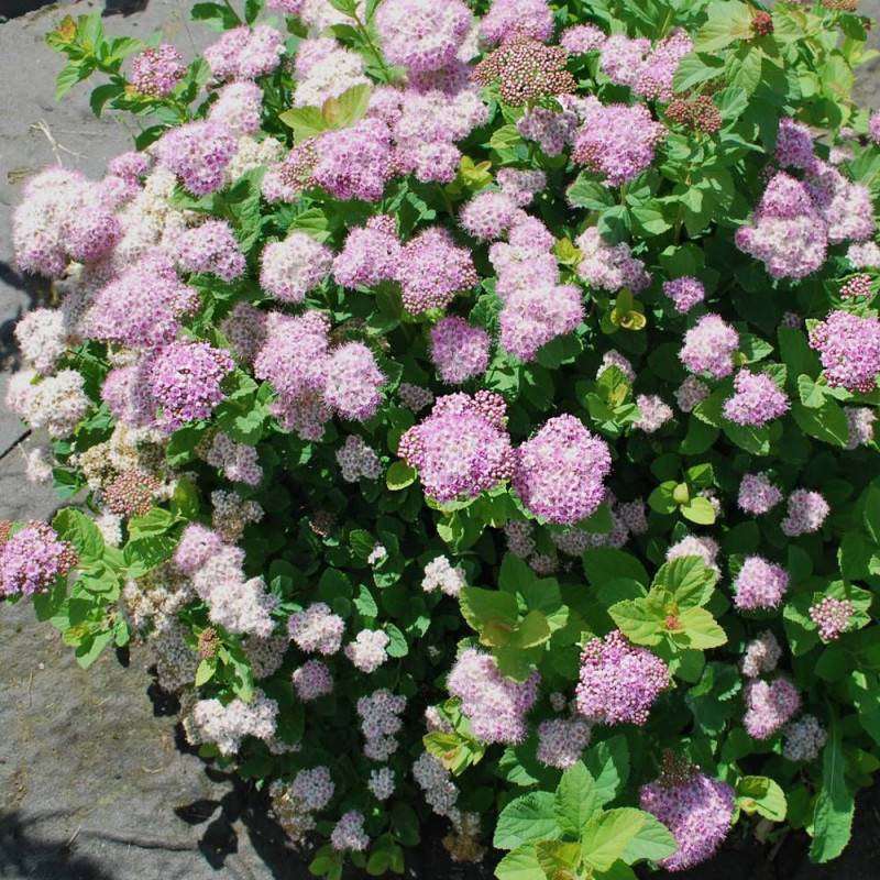 Spirée à feuilles de bouleau Pink Sparkler® 'COURISPI01', Spiraea à fleurs Rose - feuillage Caduc - Godet - 5/20 cm-  hauteur à maturité De 0,50 m à 1 - Imagen 2