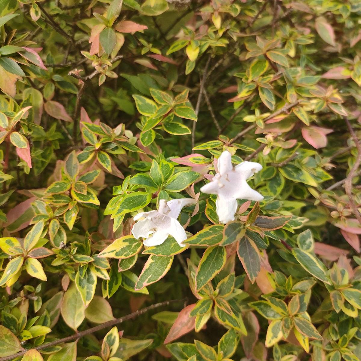 Abelia grandiflora Sunshine Daydream Godet de 8/9 cm - Image 1