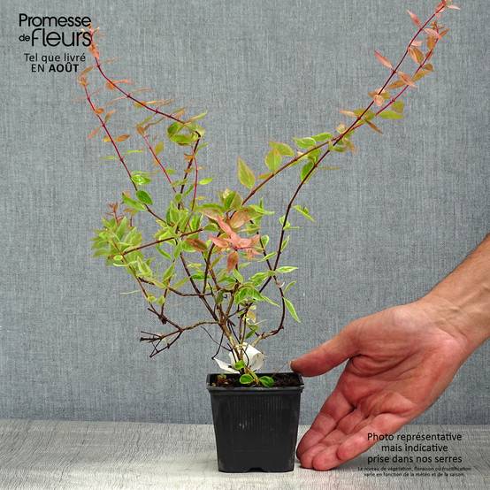 Abelia grandiflora Sunshine Daydream Godet de 8/9 cm - Image 2