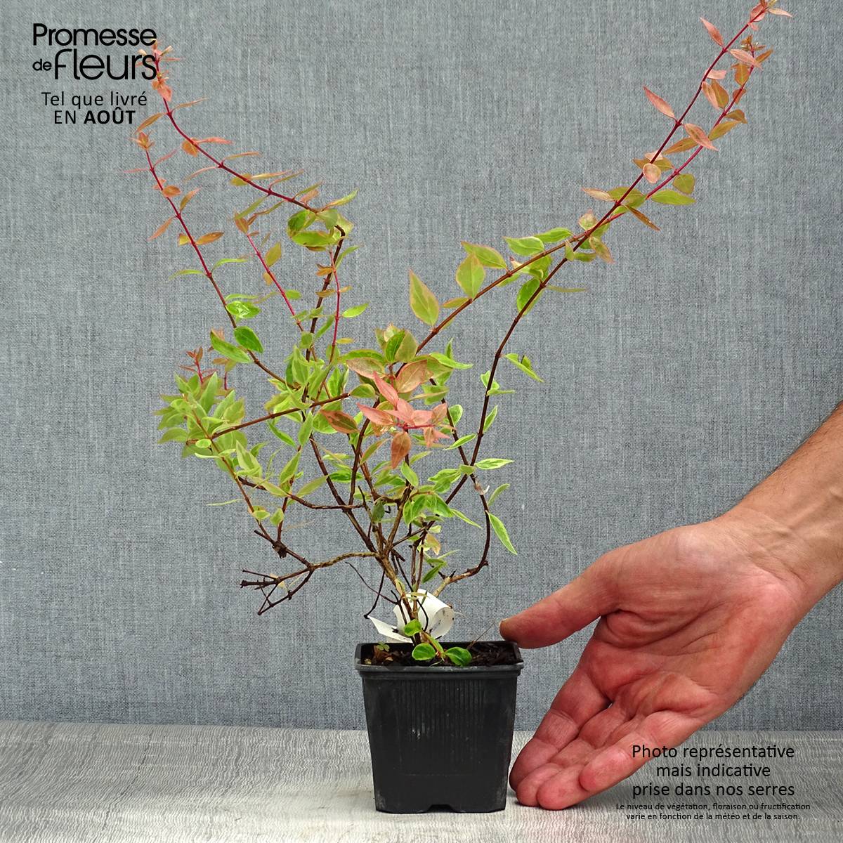Abelia grandiflora Sunshine Daydream Godet de 8/9 cm - Image 2