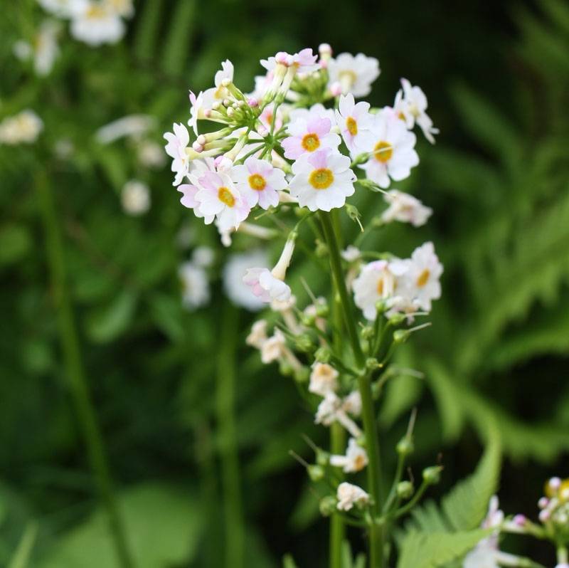 Primevere candélabre - Primula japonica Alba Godet de 8/9 cm