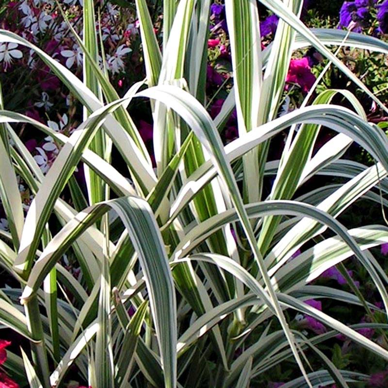 Promesse de Fleurs - Arundo donax Variegata Versicolor - Canne de Provence Pot de 3L/4L