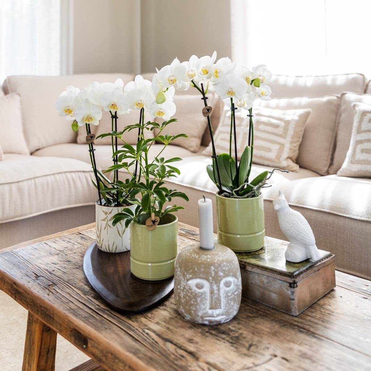 La Green Touch - Orchidée Amabilis Blanche et son pot- La Green Touch Blanc feuille - Hauteur 35cm - Imagen 3