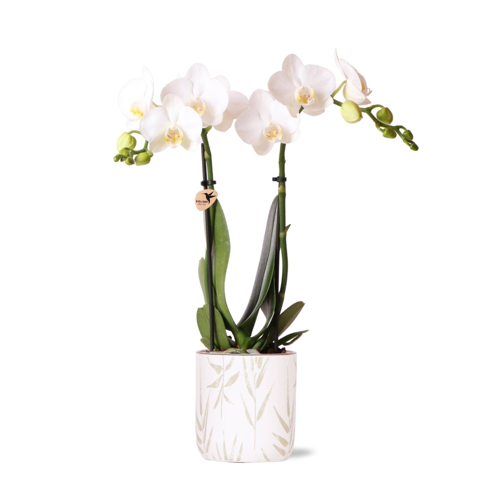 La Green Touch - Orchidée Amabilis Blanche et son pot- La Green Touch Blanc feuille - Hauteur 35cm - Imagen 1