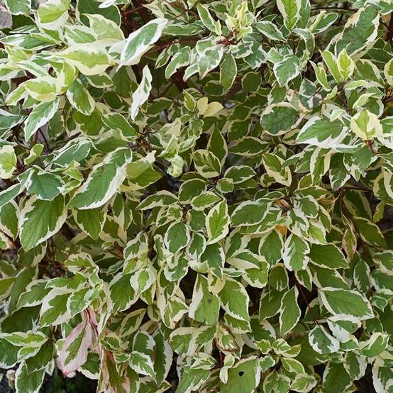 Fusain du Japon 'Bravo' (Euonymus japonicus 'Bravo') - Godet 9cm - Pépinières Naudet