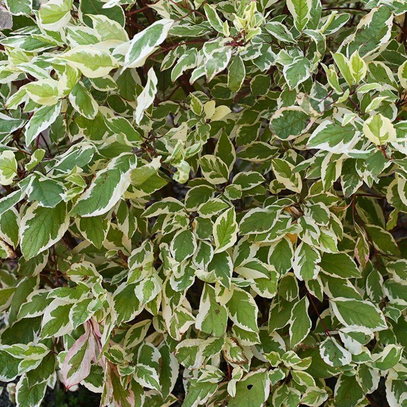 Fusain du Japon 'Bravo' (Euonymus japonicus 'Bravo') - Godet 9cm - Pépinières Naudet