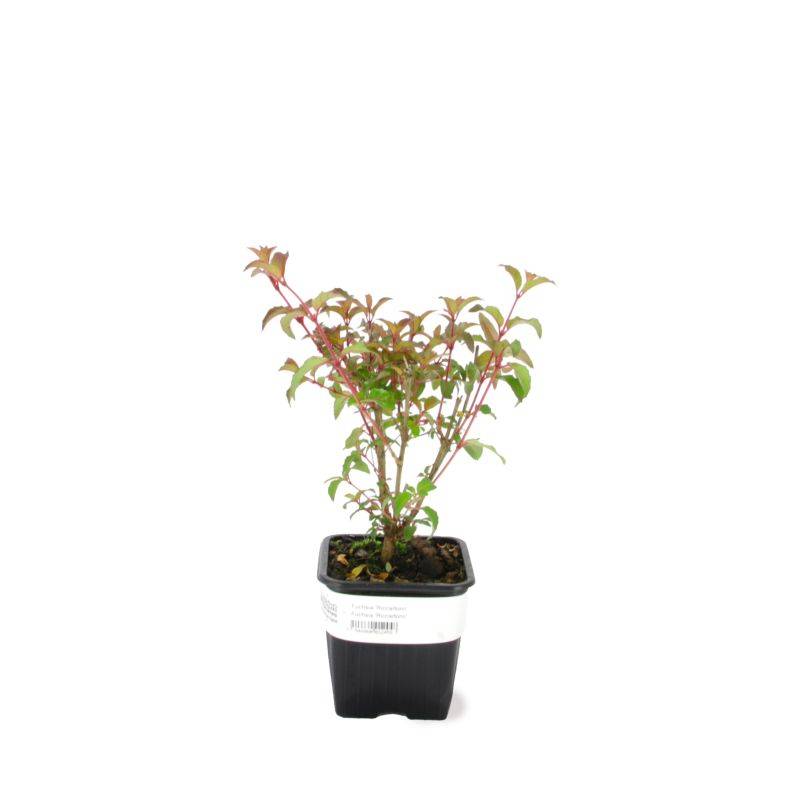 3 Fuchsias 'Riccartonii' - Lot de 3 vivaces - Pépinières Naudet - Image 2