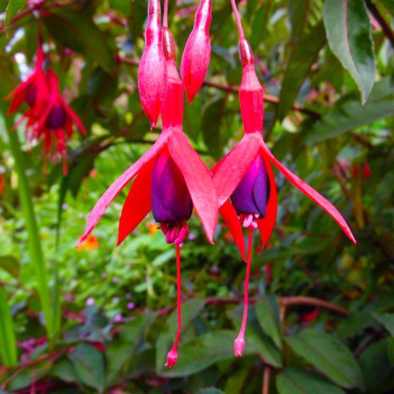 3 Fuchsias 'Riccartonii' - Lot de 3 vivaces - Pépinières Naudet - Image 1