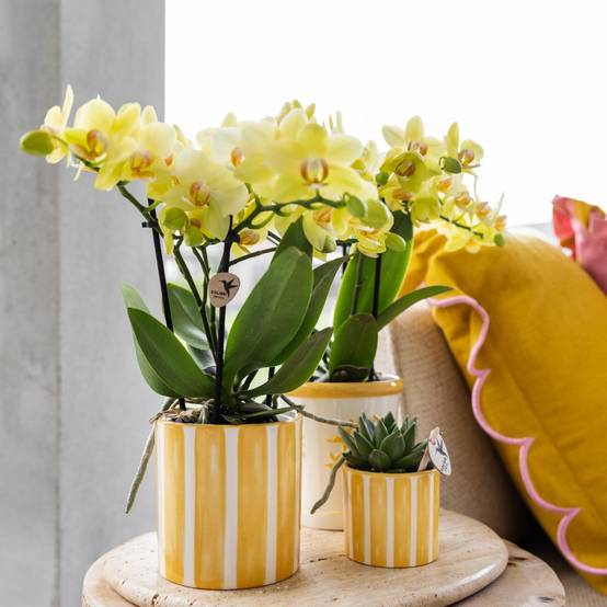 Pot décoratif rayé peint - Jaune- La Green Touch - Image 7