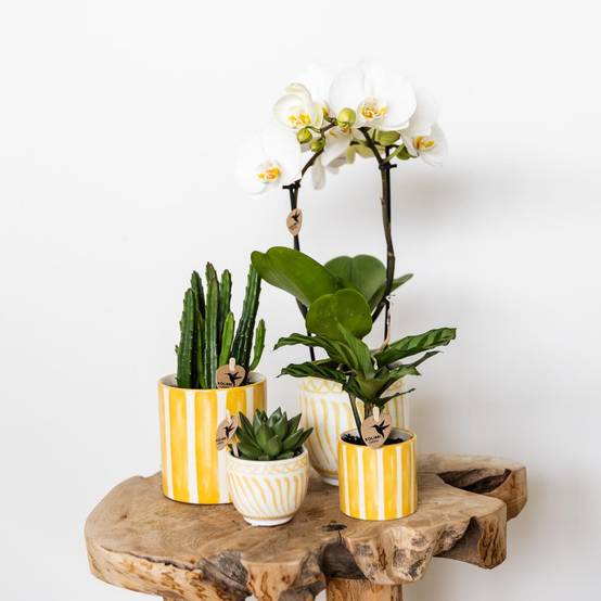 Pot décoratif rayé peint - Jaune- La Green Touch - Image 4