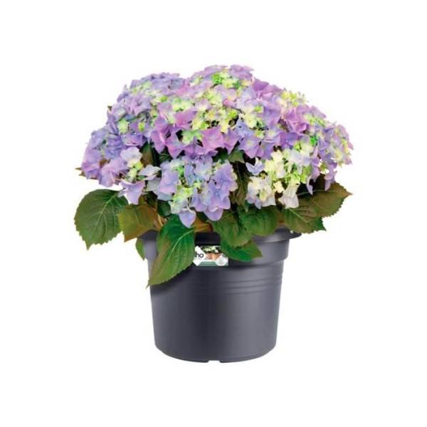 Elho Maceta Green Basics Cilinder 65 - Negro - Ø 64 x H 49 cm - exterior - 100% reciclado - Imagen 4