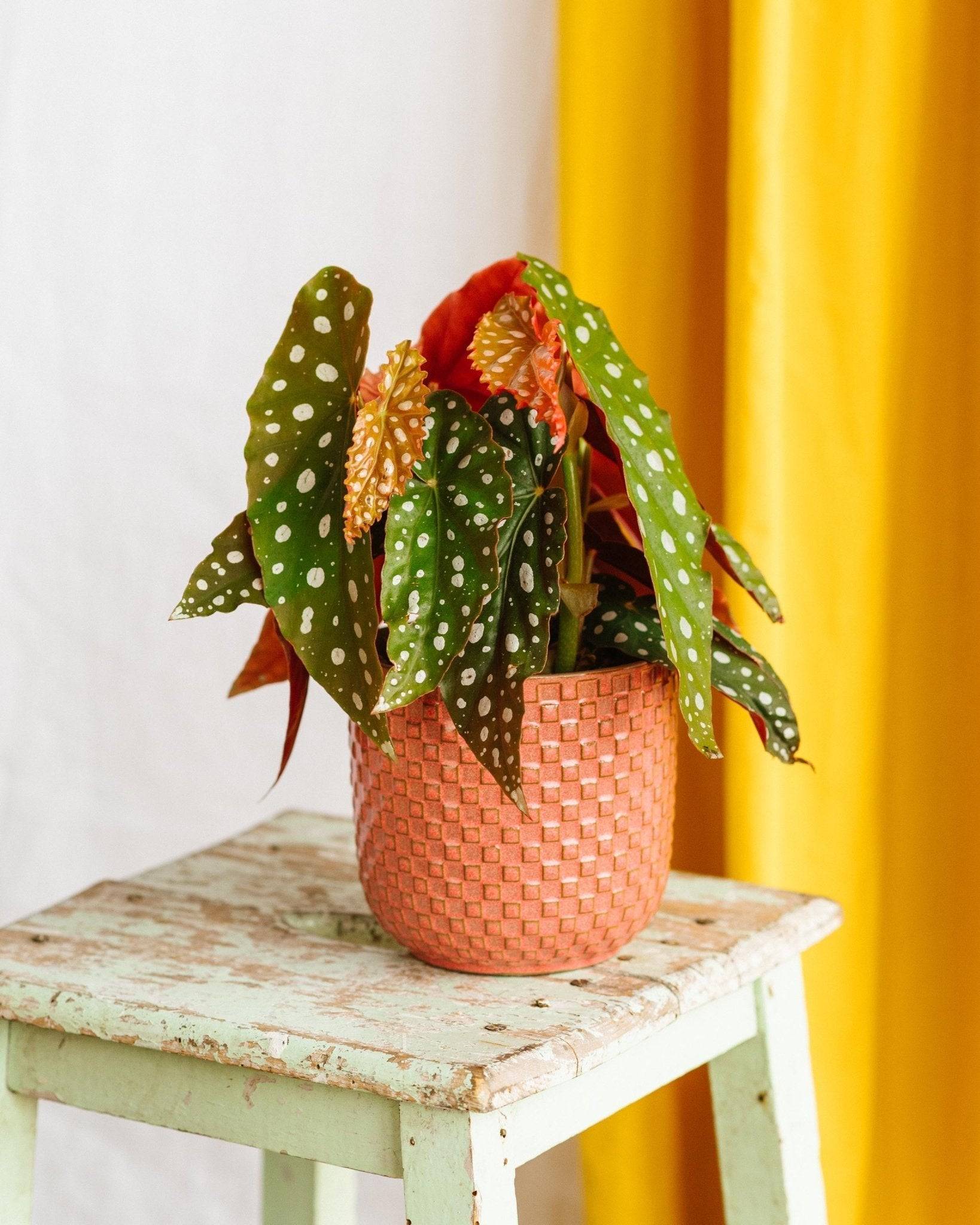 La Green Touch - Begonia Maculata 20cm - Plante d'intérieur- La Green Touch - Image 1