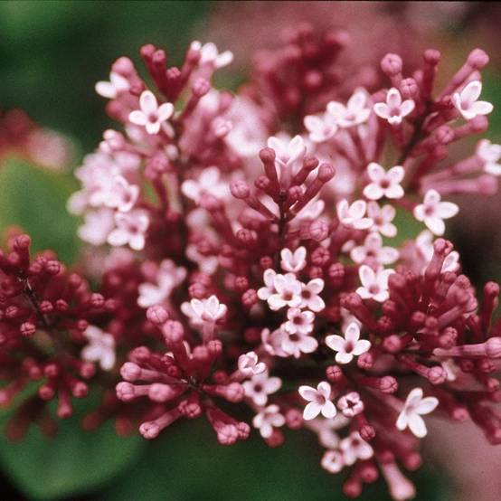 Lilas - Syringa Tinkerbelle Pot de 2L/3L - Image 1
