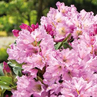 Rhododendron Inkarho Lila Dufthecke Pot de 4L/5L