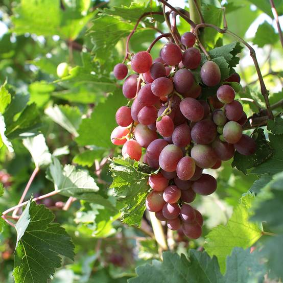 Promesse de Fleurs - Vigne de table Rhea - Vitis vinifera Pot de 7,5L/10L, Tige, Tige de 70 cm