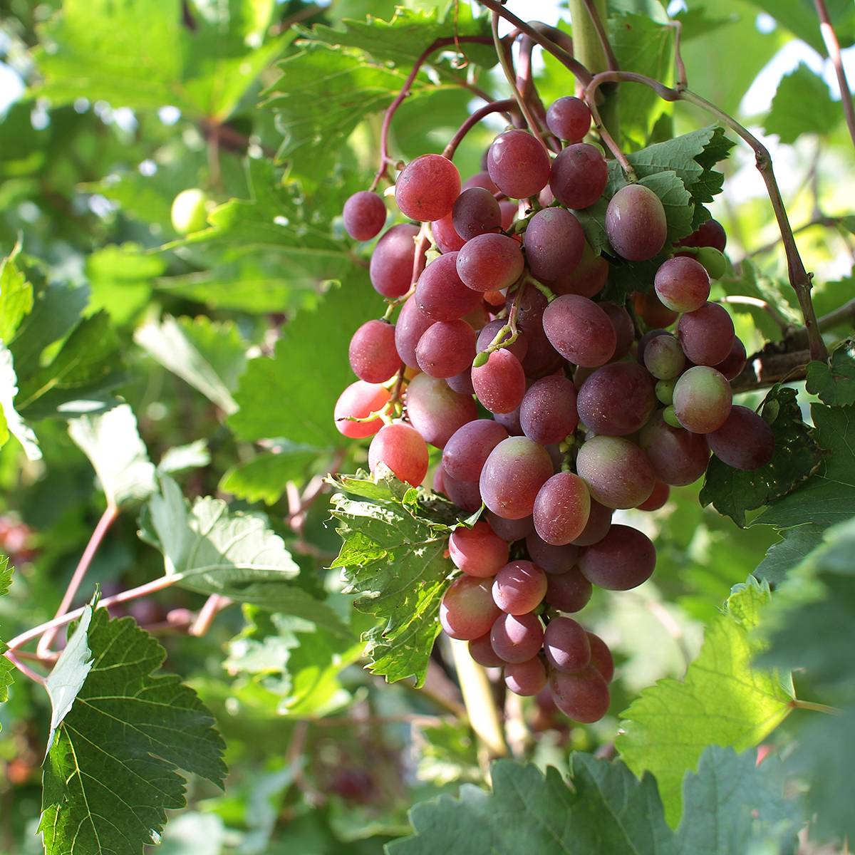 Promesse de Fleurs - Vigne de table Rhea - Vitis vinifera Pot de 7,5L/10L, Tige, Tige de 70 cm