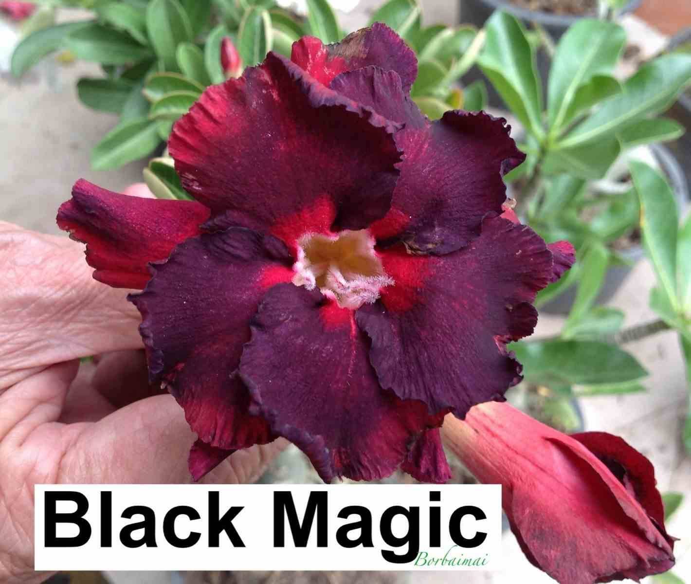 Sans Marque - Adenium obesum cv. Magie Noire Couleur floraison:Noir - Taille:Caudex d'environ 300g 20/25cm