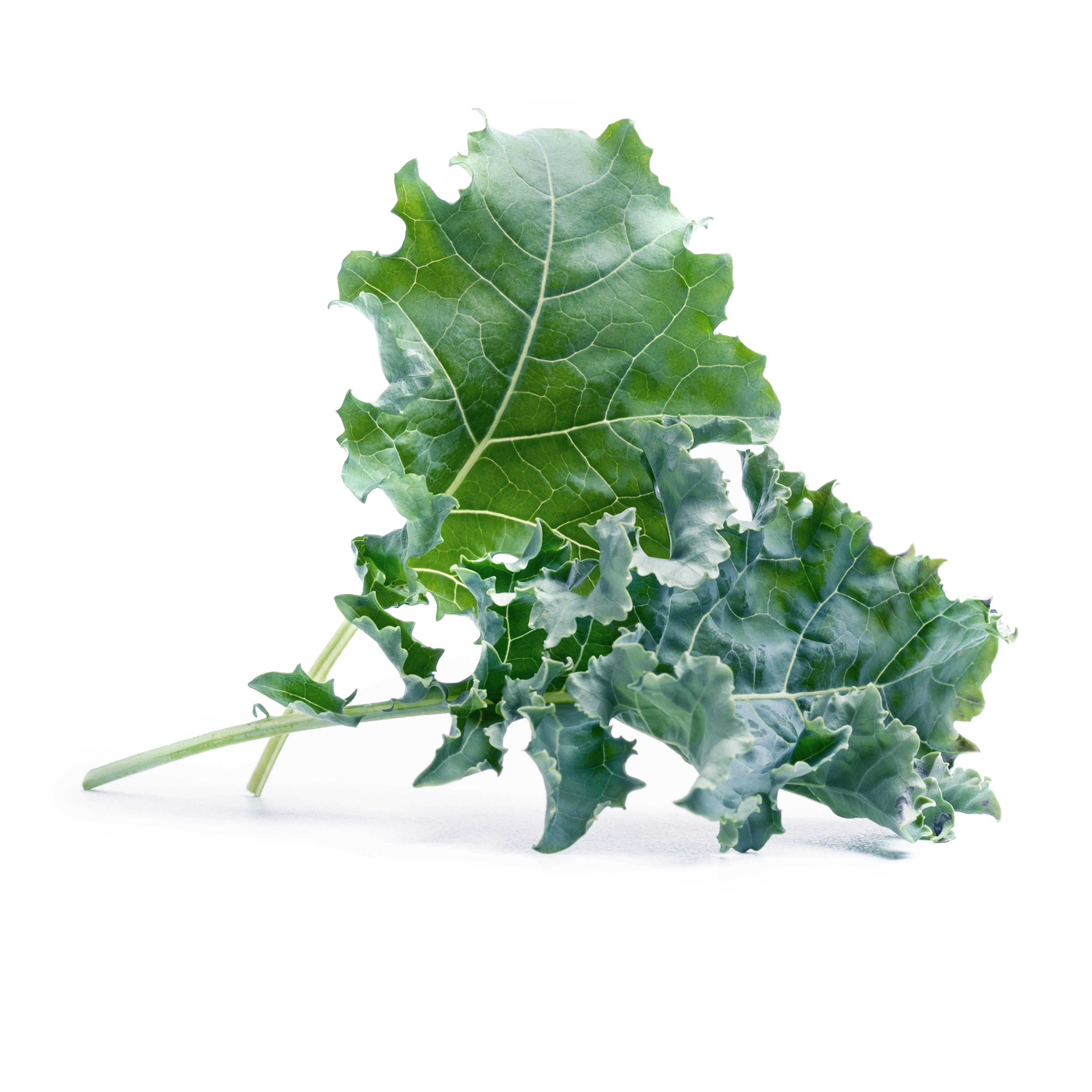 Veritable - Lingot Chou Kale BIO - Recharge prête à l'emploi - Véritable - Imagen 2