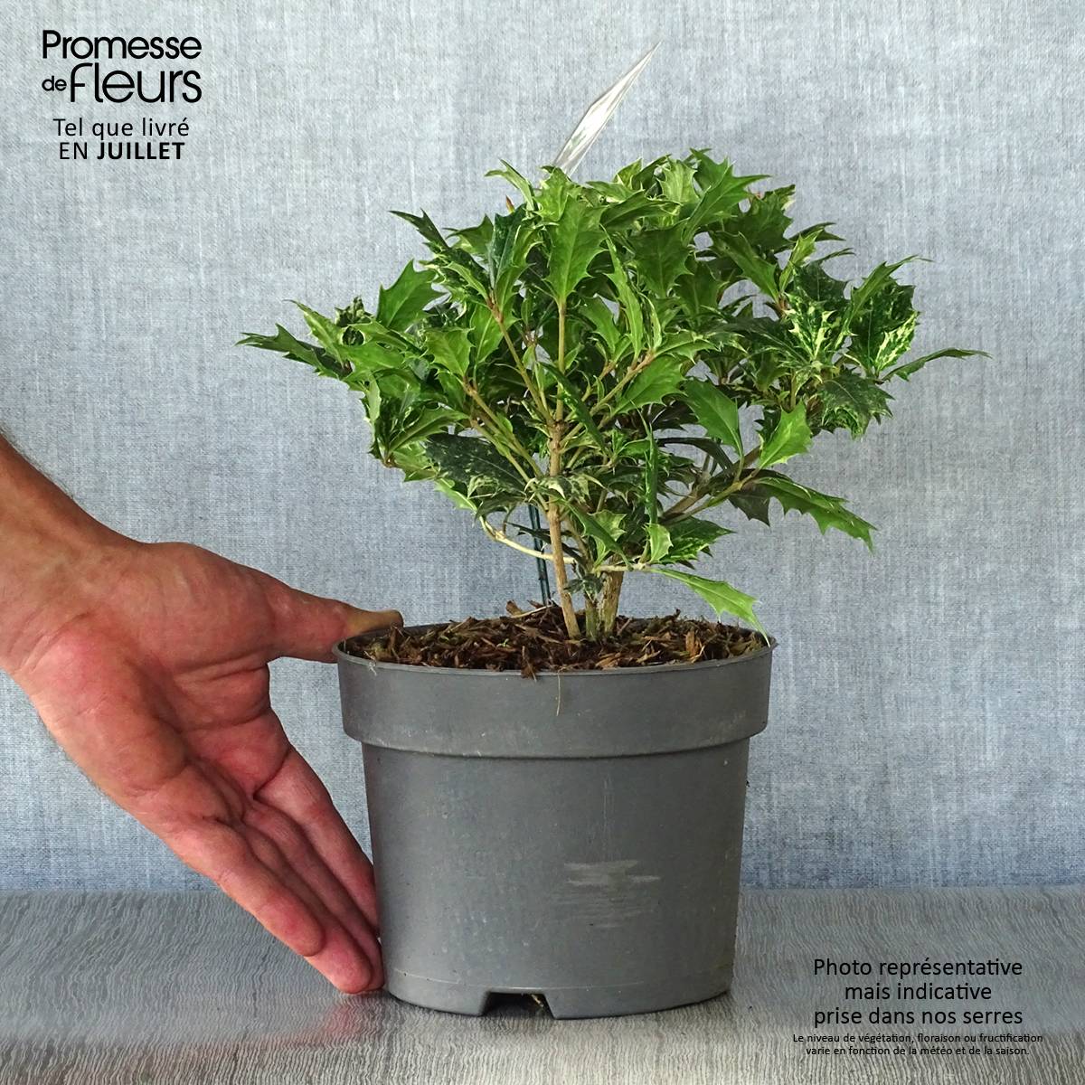 Osmanthus heterophyllus tricolor Pot de 2L/3L - Image 2