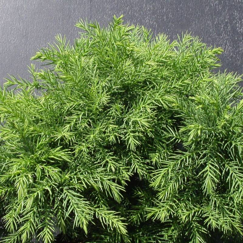 Cèdre du Japon Monstrosa Nana, Cryptomeria - Pot de 5L - 40/60 cm