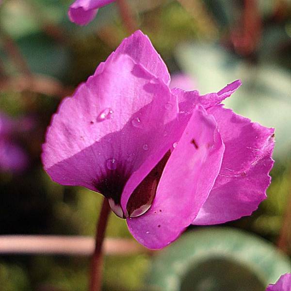 Promesse de Fleurs - Cyclamen coum rose Bulbe calibre 15+ (par 5)